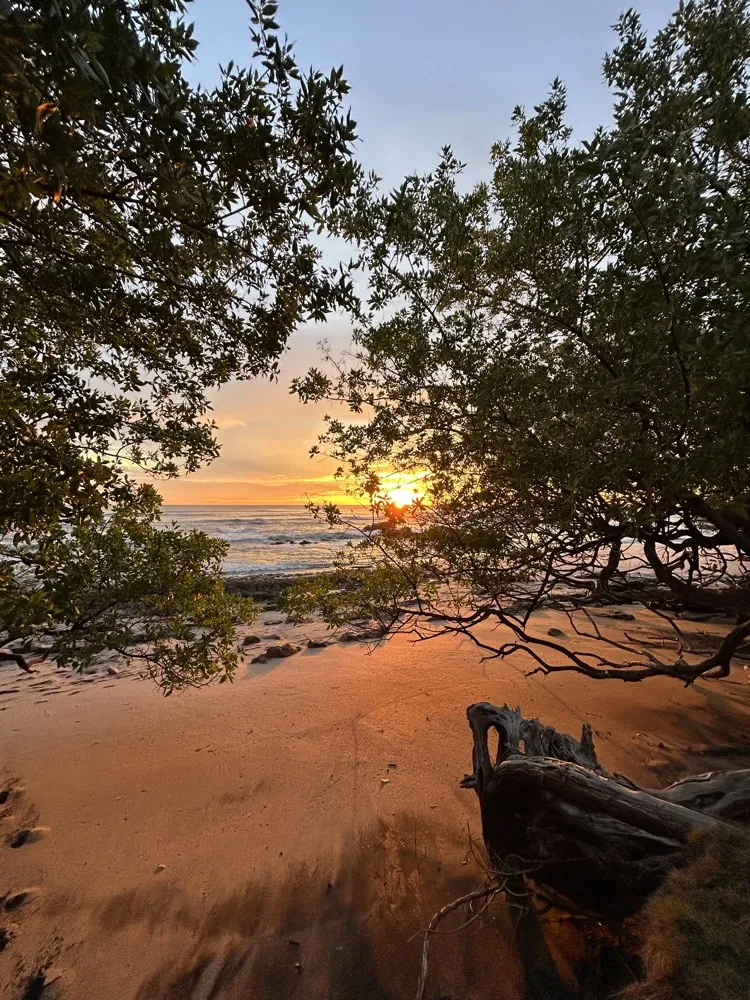 Playa entre árboles al atardecer